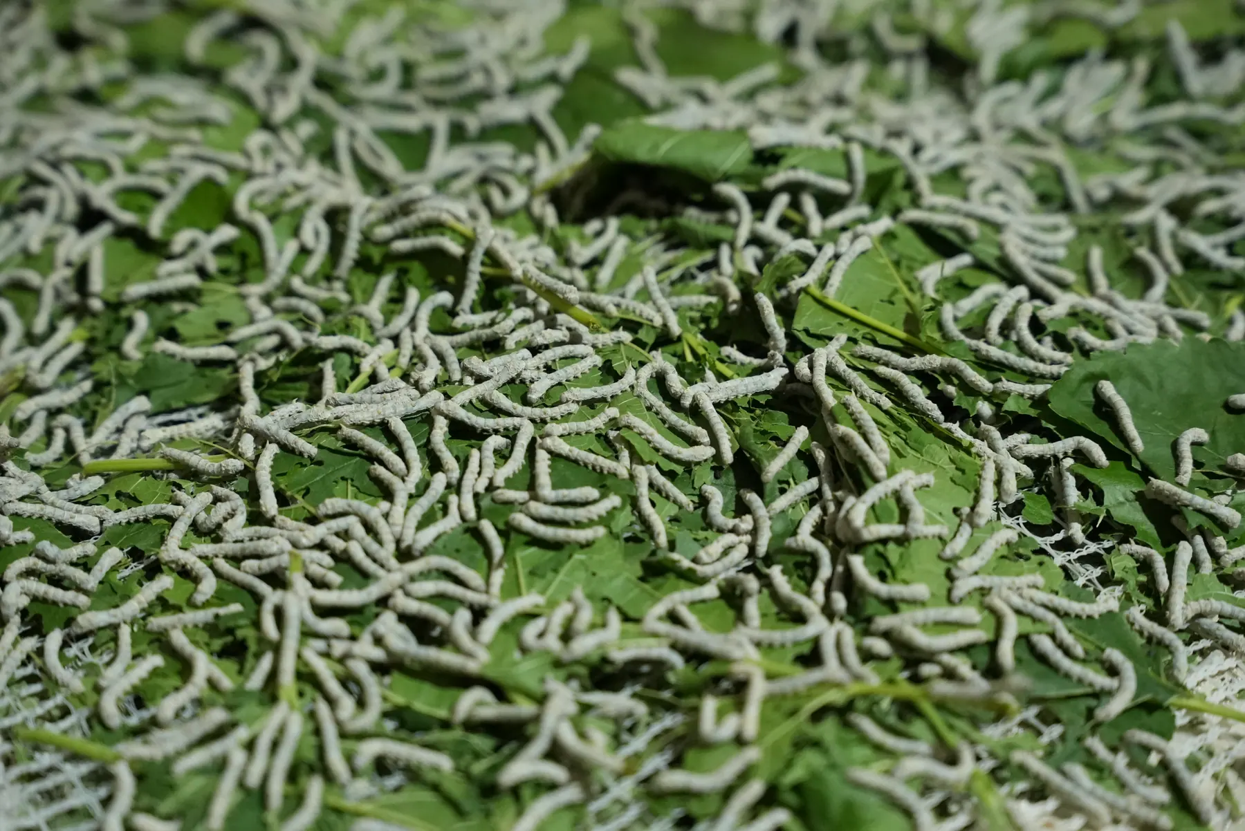 Một chi tiết nguyên liệu